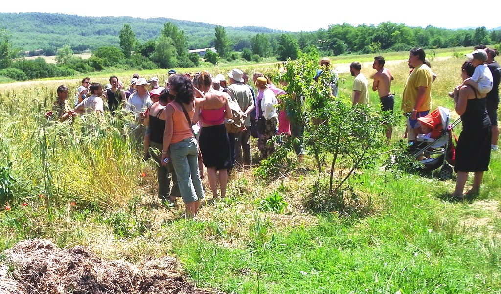 Le groupe devant une parcelle de 200 variétés de blés anciens