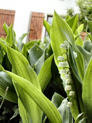Le 1er mai le muguet fleurissait  Trziers